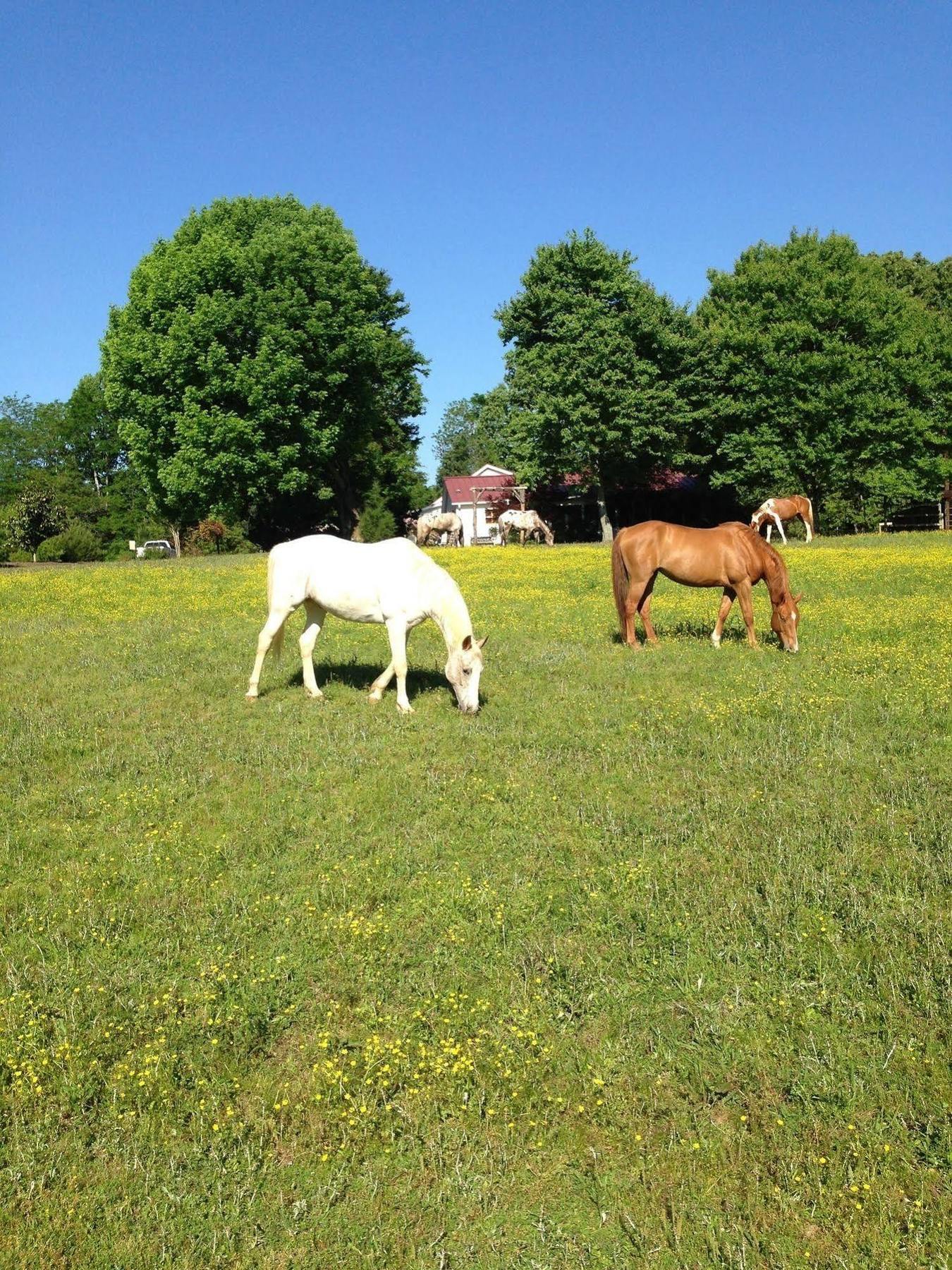 Meadow View Farm Bed & Breakfast Hernando Extérieur photo